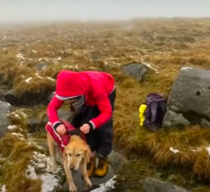 Туристы нашли в горах обессиленную собаку, которая потерялась 2 недели назад