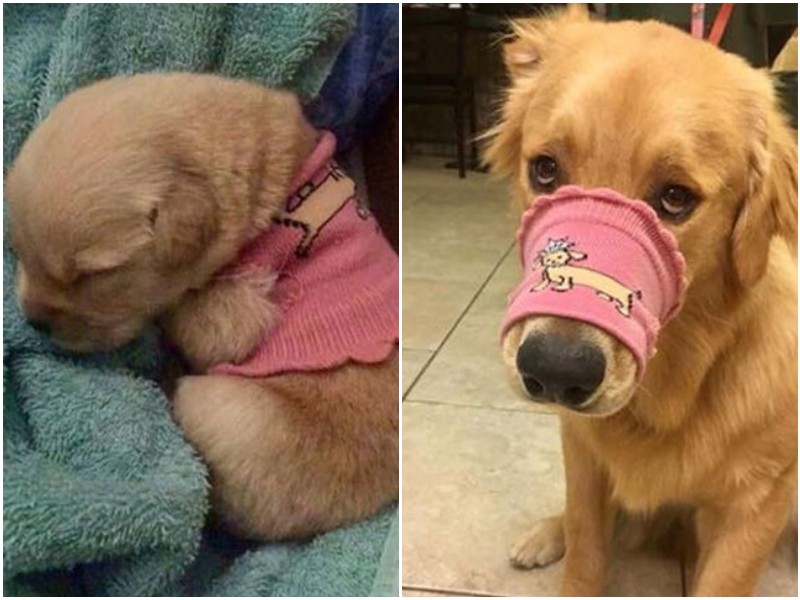 Трогательные фото о том, как быстро растут наши любимые собаки