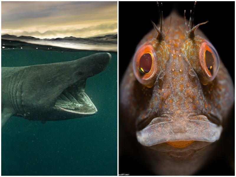 Лучшие фото морских обитателей с конкурса Underwater Photographer of the Year 2021