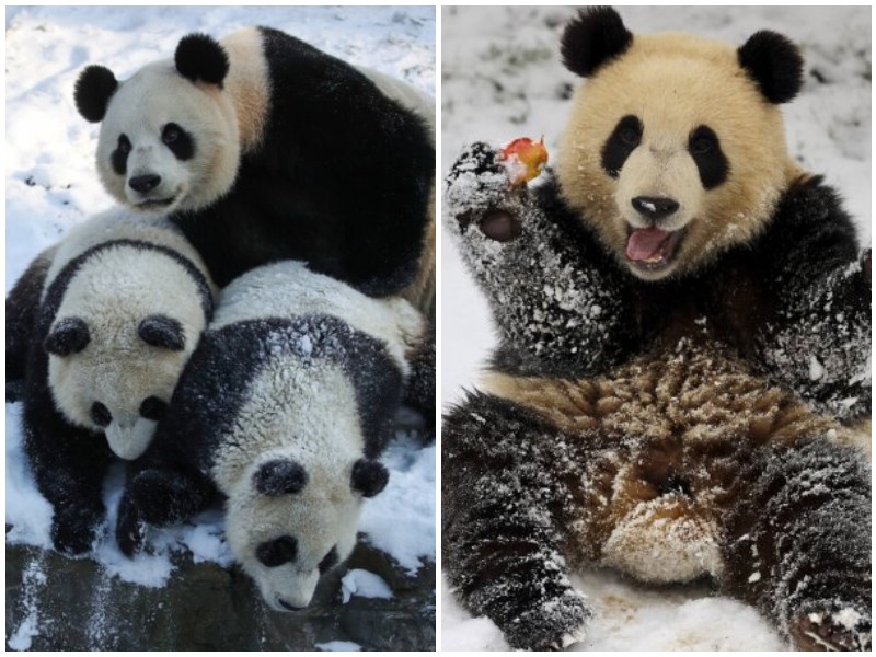 Милашные панды-близнецы играют в снегу