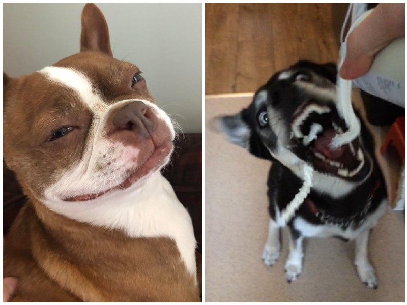 20 смешных собак-чудиков, которые зарядят позитивом на весь день 