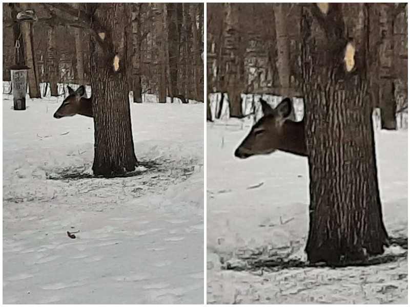 Пользователей сети озадачило фото оленя за деревом