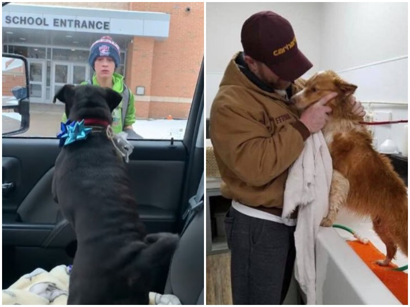 Невероятные случаи возвращения пропавших собак, которые вселяют надежду 