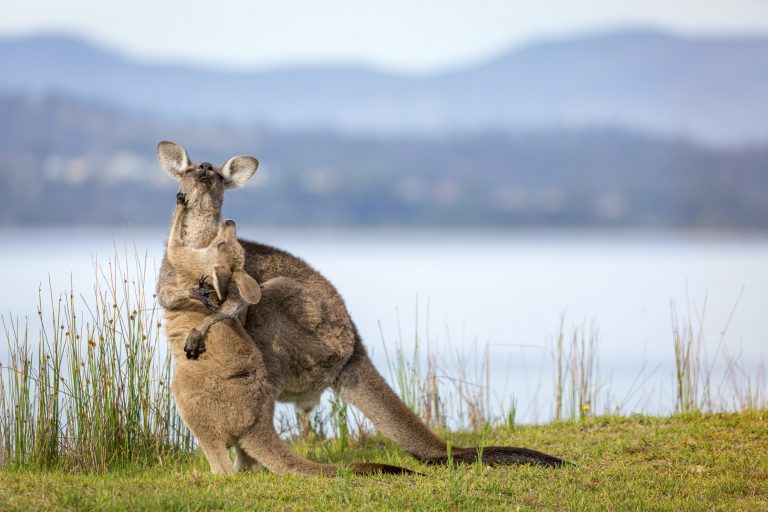 Трогательные объятия мамы-кенгуру и ее малыша умилили пользователей соцсетей