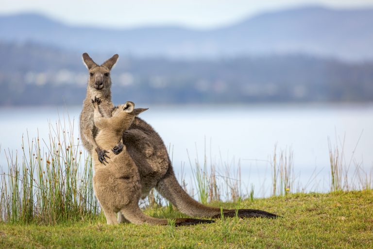Трогательные объятия мамы-кенгуру и ее малыша умилили пользователей соцсетей
