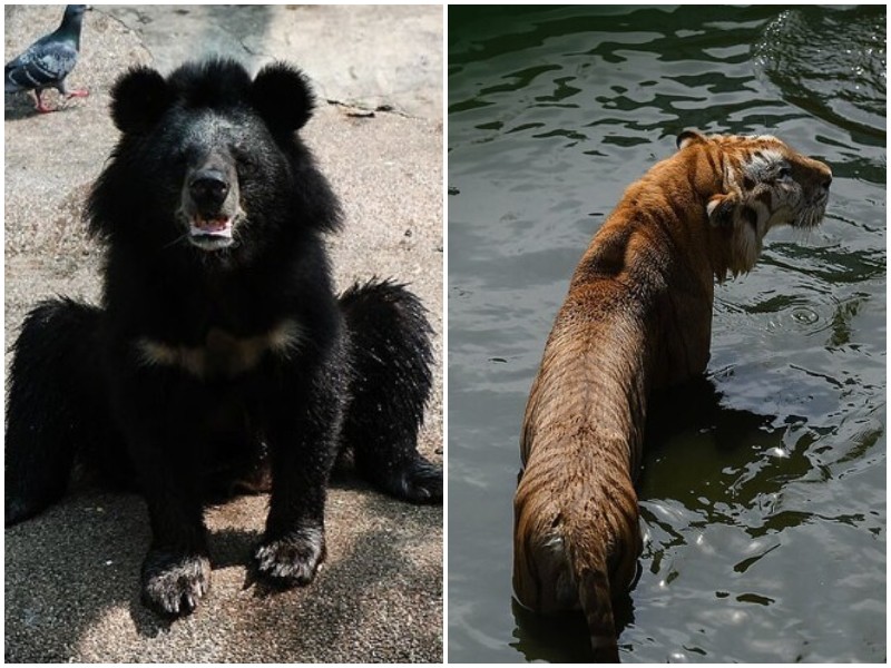 Людей ужаснули исхудавшие животные в тайском зоопарке