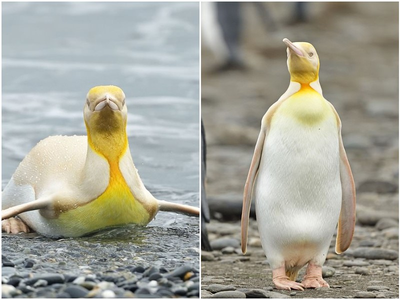 В природе заметили уникального жёлтого пингвина