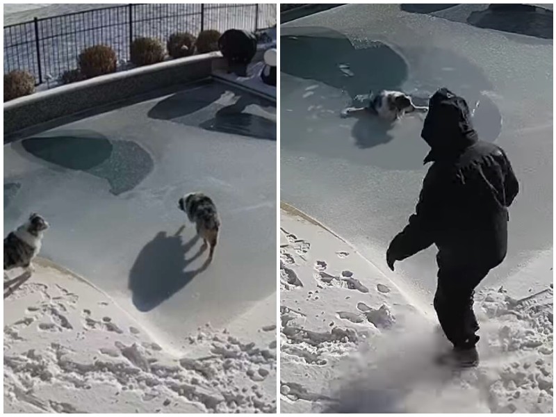 Хозяин быстро среагировал, увидев свою собаку в ледяном бассейне 