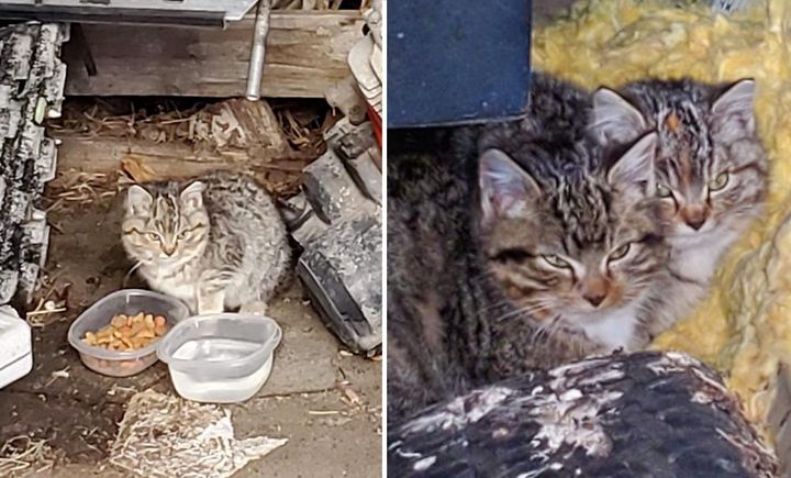 Голодные котята дрожали от холода во дворе семьи
