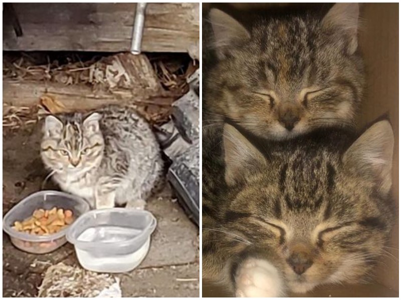 Голодные котята дрожали от холода во дворе семьи