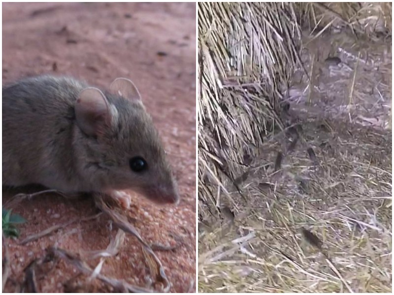 В Австралии - крупнейшее нашествие мышей