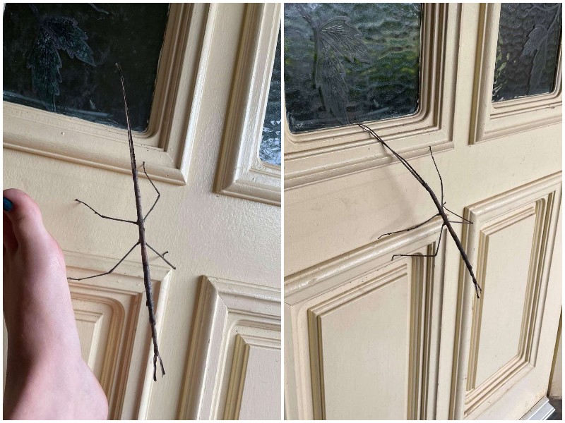 Женщина думала, что на ее двери палка, а это оказалось насекомое