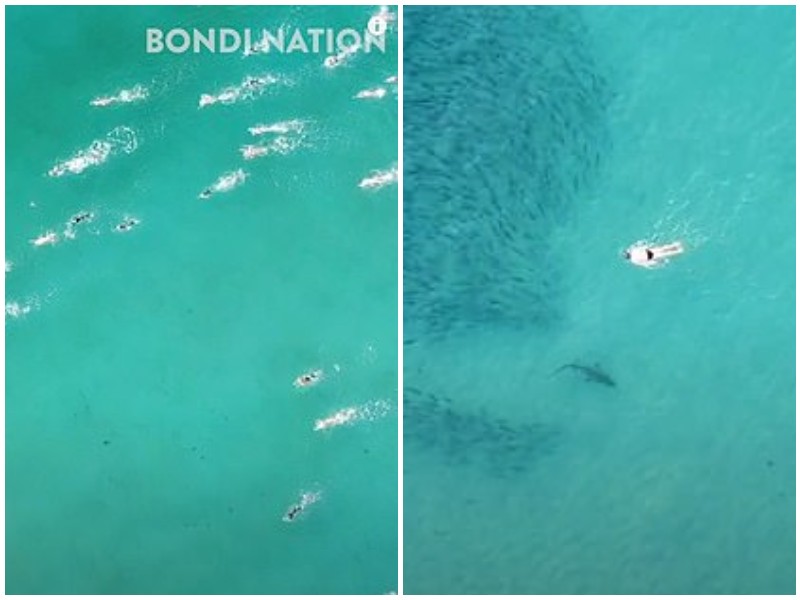 Дрон заснял акул, плавающих прямо рядом с людьми