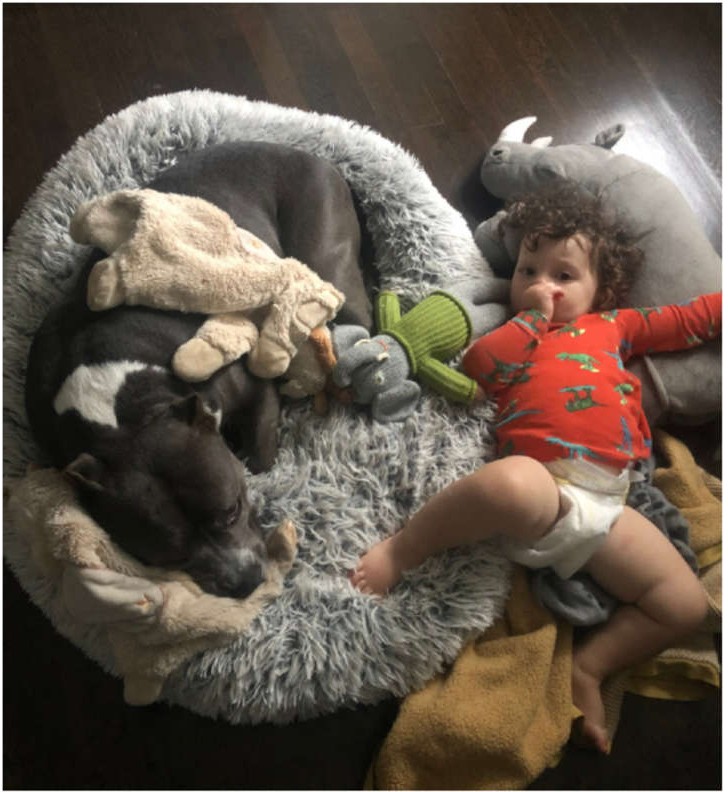 Питбуль и малыш спят в одной собачьей лежанке