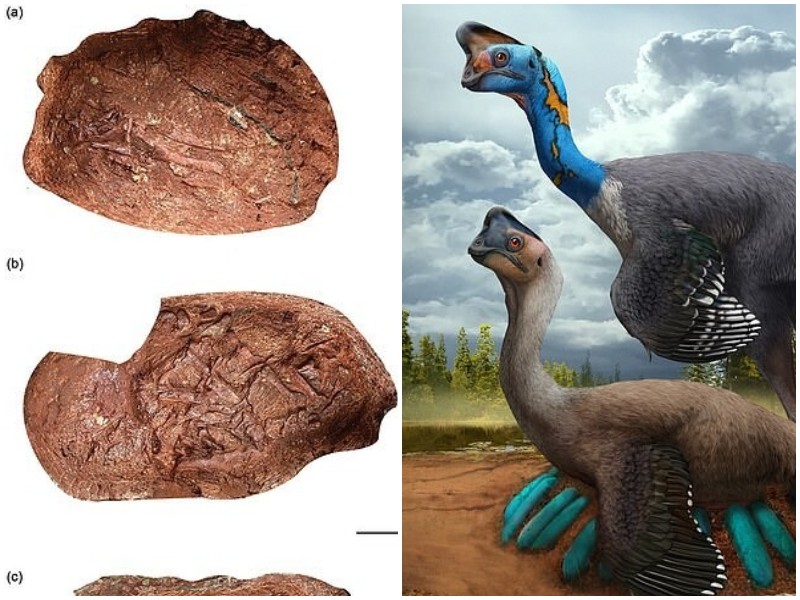 Найдены останки динозавра с 24 невылупившимися яйцами