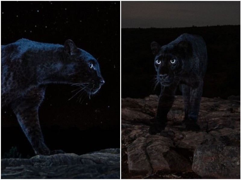 Фотограф заснял черную пантеру под звездным небом