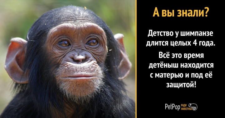 Посетитель зоопарка нашёл общий язык с шимпанзе