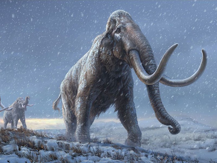 Найдена древнейшая в мире ДНК мамонта 