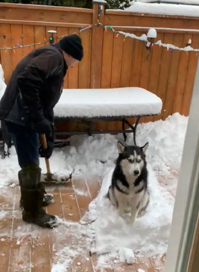Хаски забавно не дает хозяину убирать снег