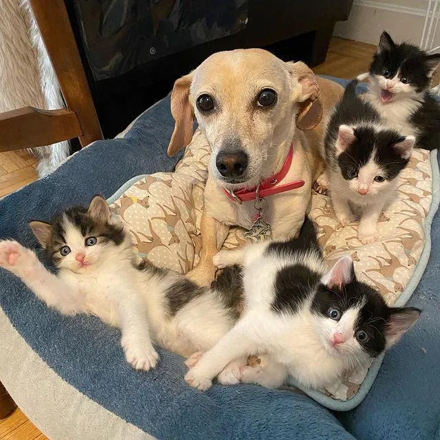 Собака заменила маму осиротевшим котятам