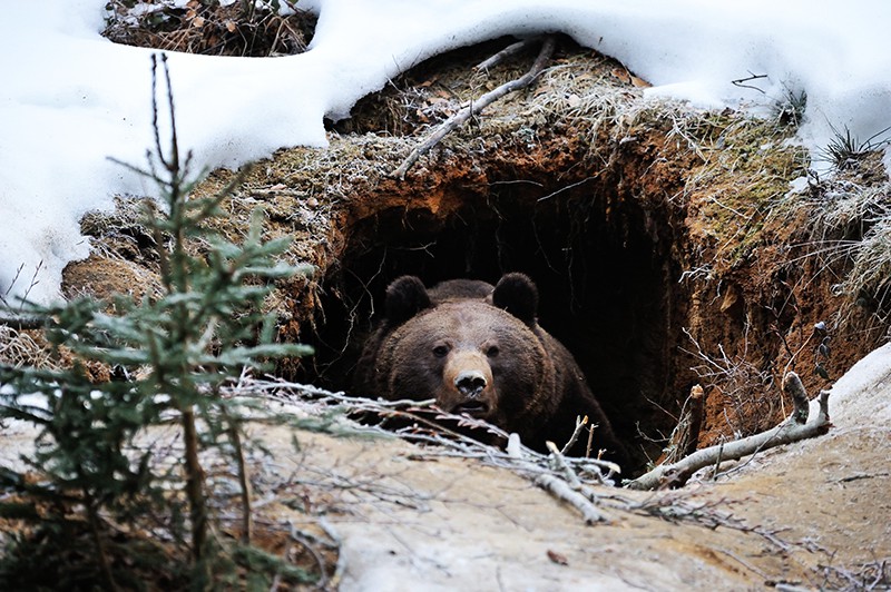 Интересные факты из жизни косолапых: как медведи проводят зимнюю спячку