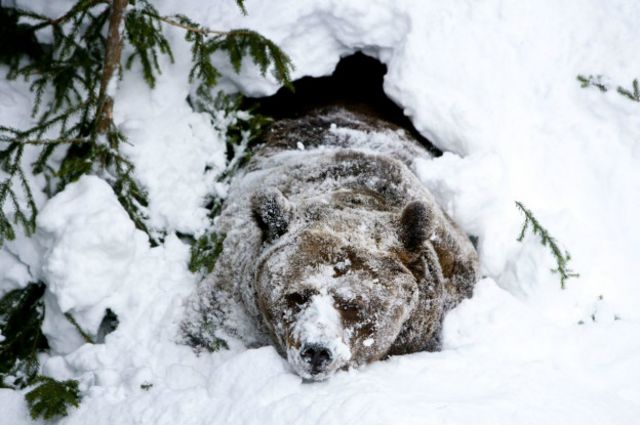 Интересные факты из жизни косолапых: как медведи проводят зимнюю спячку