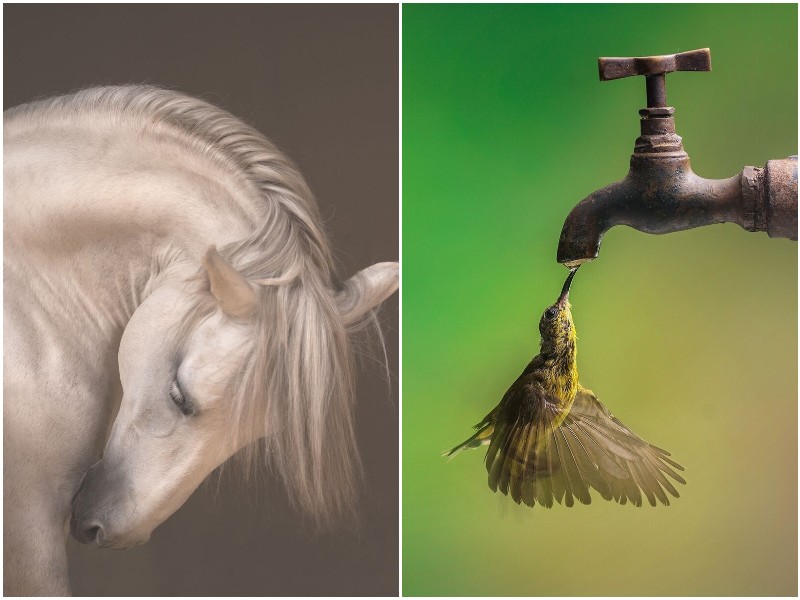 30 снимков, которые показывают красоту диких животных
