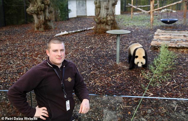 В бельгийском зоопарке панда совершила побег 
