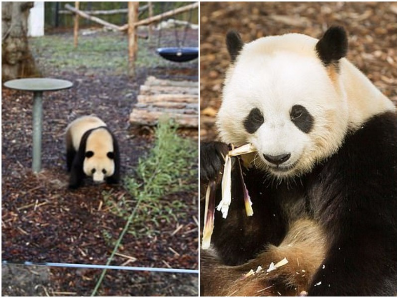 В бельгийском зоопарке панда совершила побег 