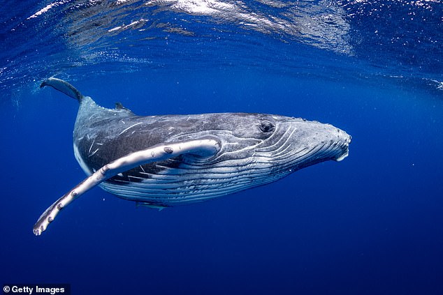 Древнейшие предки китов - зверьки размером с лису