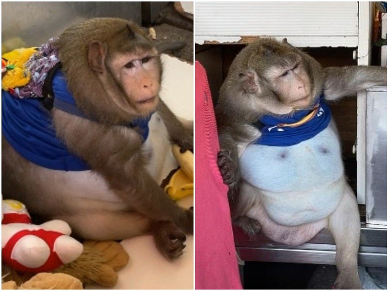 На тайском рынке живет самая тучная обезьяна в стране