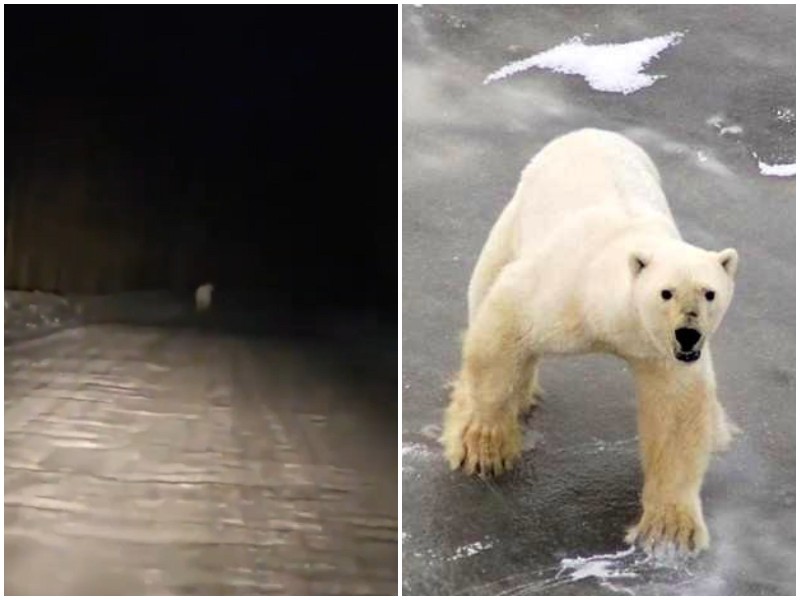 Якутяне заметили бегущего перед машиной белого медведя
