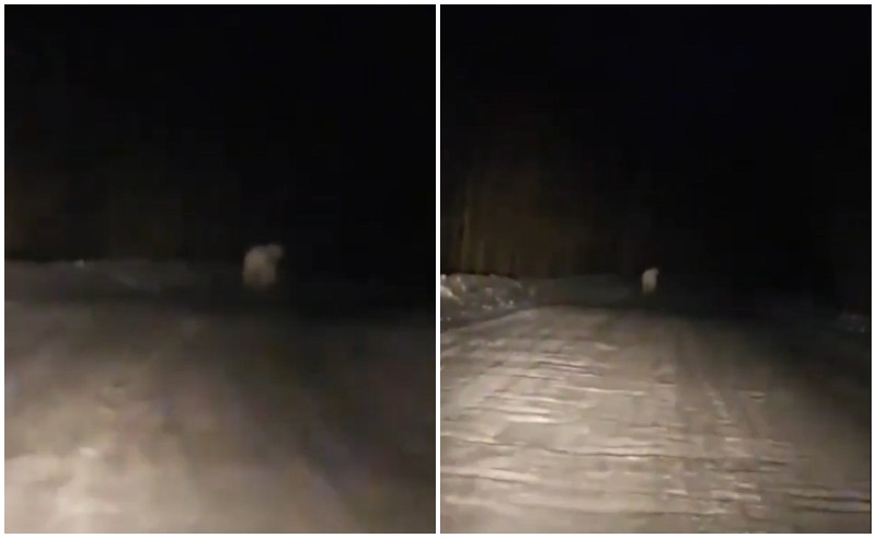 Якутяне заметили бегущего перед машиной белого медведя