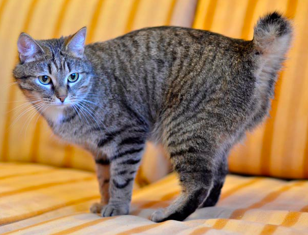 Факты о котах породы бобтейл, у которых практически нет хвоста