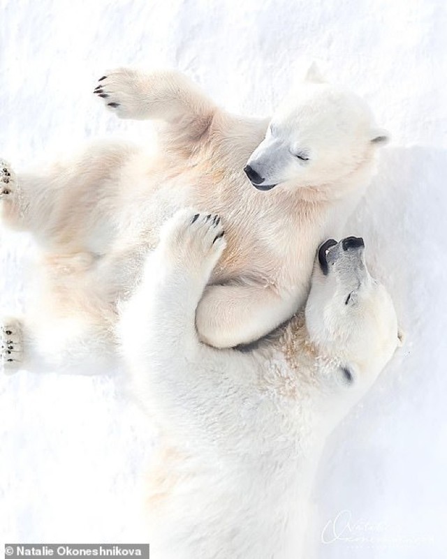 Медведица с малышом мило играются в якутском зоопарке