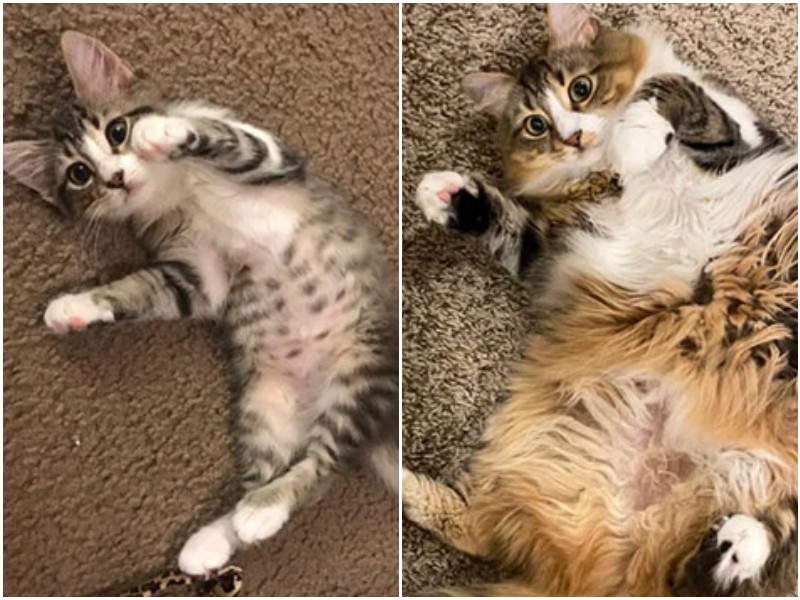Как быстро они растут: трогательные фото кошек "тогда и сейчас"