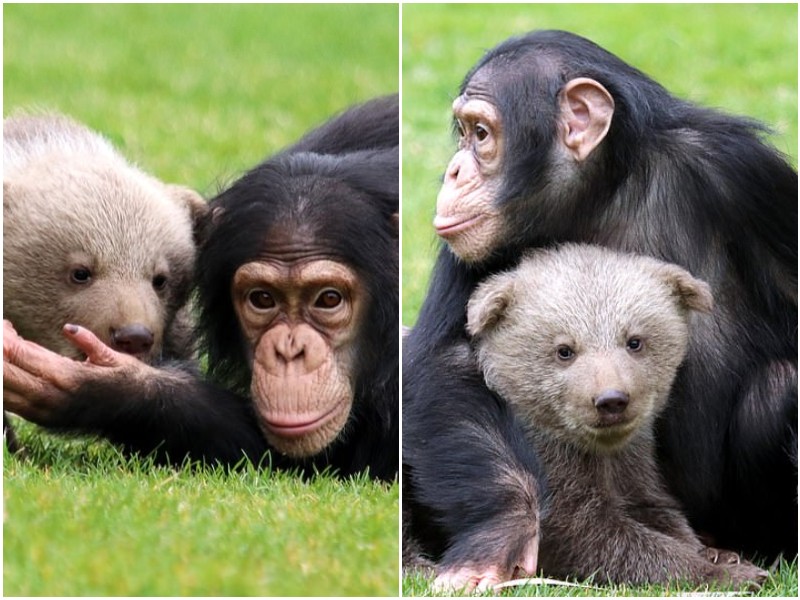 Шимпанзе и мишка из зоопарка стали лучшими друзьями 