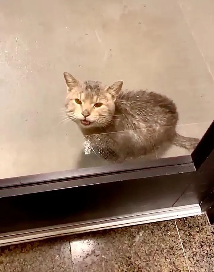 Промокший под дождем кот от отчаяния пришел к дверям офиса