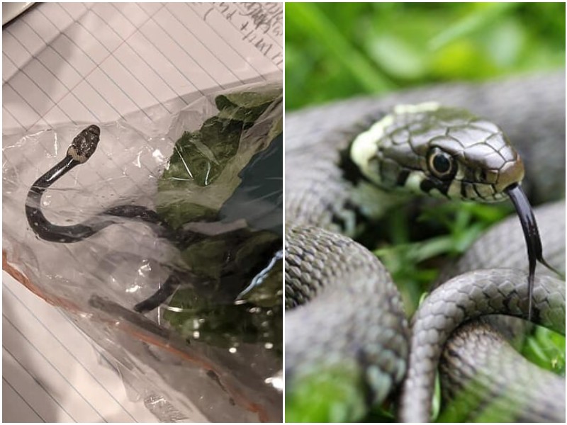 Австралийка обнаружила змею в листьях салата из супермаркета