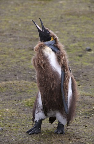 Наполовину плешивые: трансформация птенцов пингвинов во взрослых особей