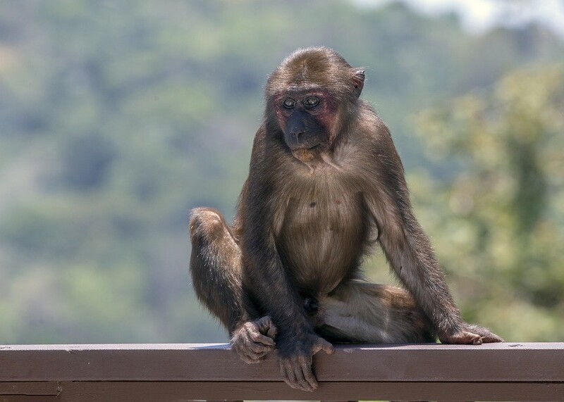 Индийские воры научили обезьян забирать у людей деньги