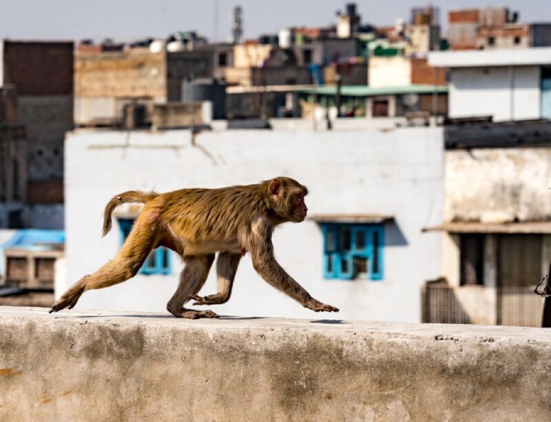 Индийские воры научили обезьян забирать у людей деньги