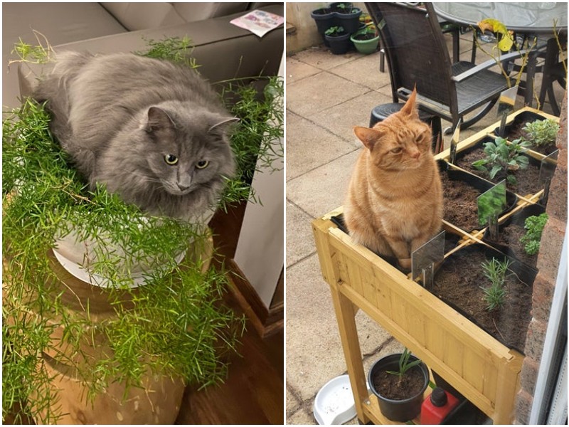 20 смешных котов, которые решили притвориться растениями