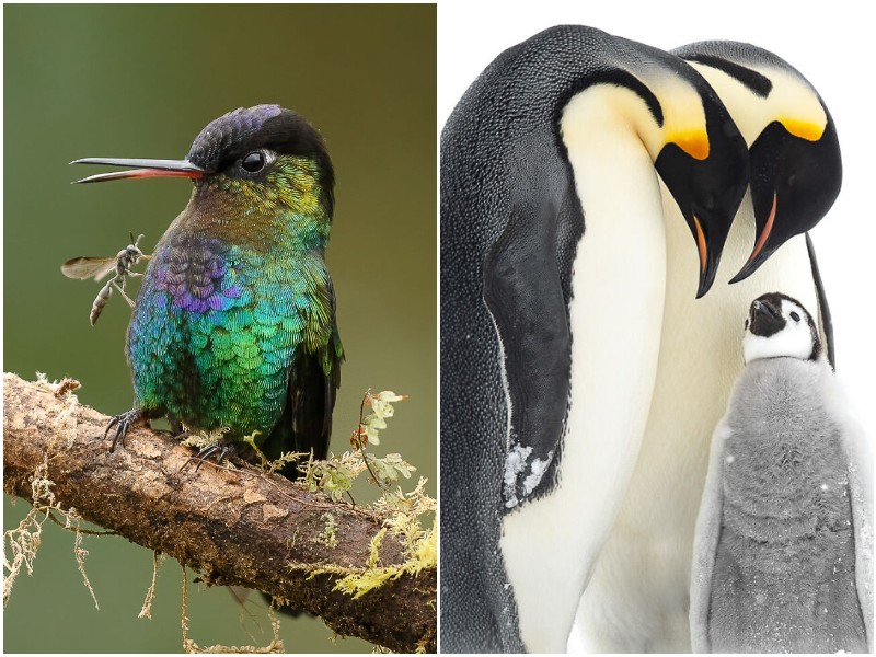 Чудесные фото птиц с конкурса The Bird Photographer Of The Year