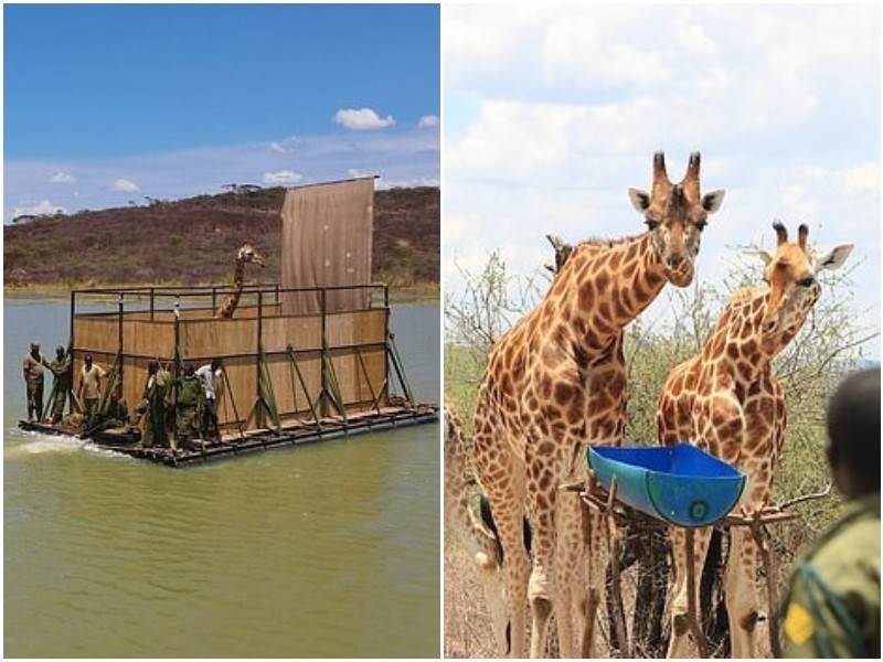 С затопленного острова в Кении спасли жирафов