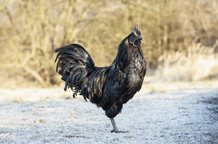 7 интересных фактов о черных курицах аям-чемани