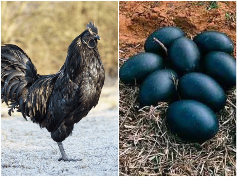 7 интересных фактов о черных курицах аям-чемани