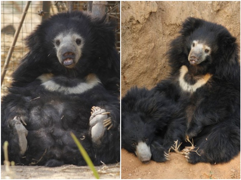 Две спасенные медведицы благодарили людей за новую жизнь