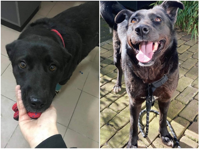 До и после: 20 животных, которые засияли счастьем после спасения