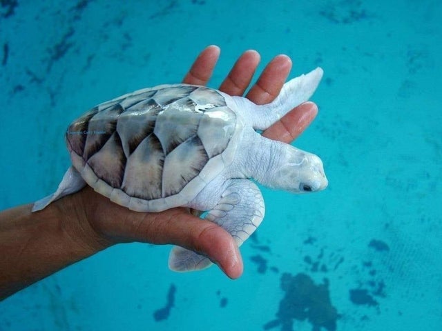 Уникальная морская черепаха